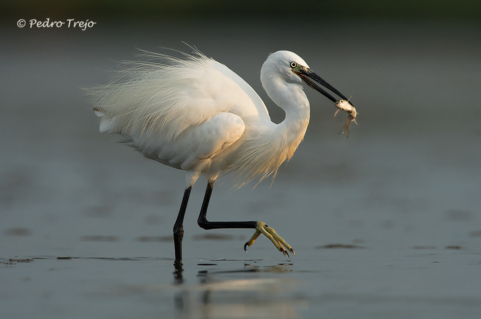 Garceta común (Egretta garzetta)